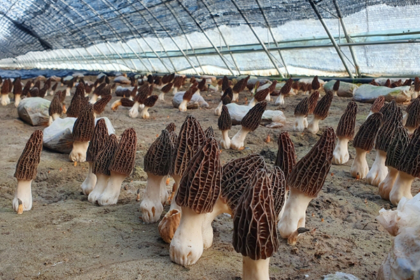 羊肚菌溫室大棚種植的多重優(yōu)勢(shì)